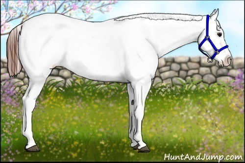 Horse Color:Brown Dun Splash Appaloosa 