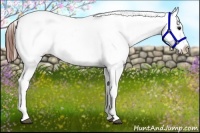 Horse Color:Brown Dun Splash Appaloosa 