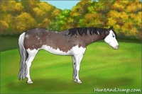 Horse Color:Brown Splash