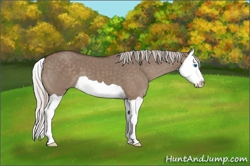 Horse Color:Silver Grullo Splash