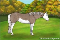 Horse Color:Silver Grullo Splash