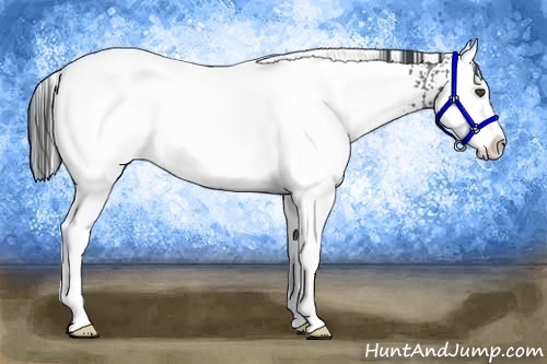 Horse Color:White Spotted Smoky Black Ice Splash 