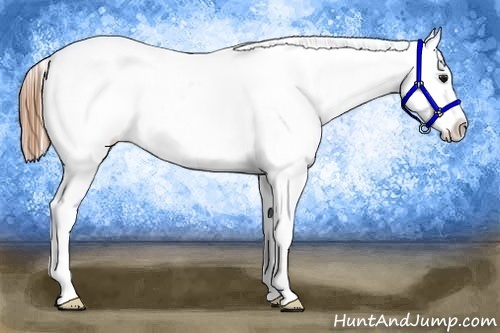 Horse Color:Buckskin Ice Varnish 
