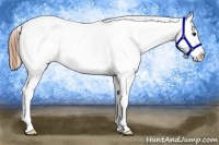 Horse Color:Buckskin Ice Varnish 