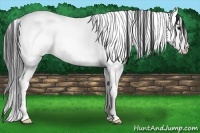 Horse Color:White Spotted Black