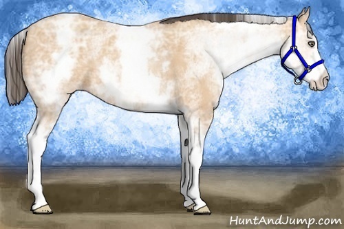 Horse Color:White Spotted Amber Champagne Ice 