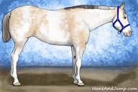 Horse Color:White Spotted Amber Champagne Ice 