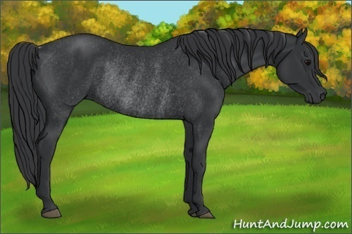 Horse Color:Black Rabicano