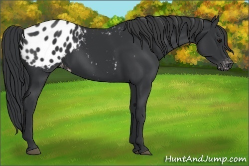 Horse Color:Black Appaloosa 