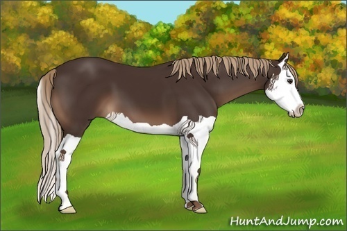 Horse Color:Liver Chestnut Splash 