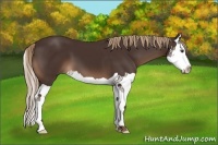 Horse Color:Liver Chestnut Splash 