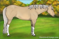 Horse Color:Silver Buckskin Dun 