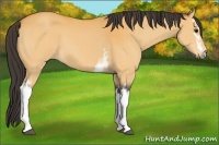 Horse Color:White Spotted Buckskin 