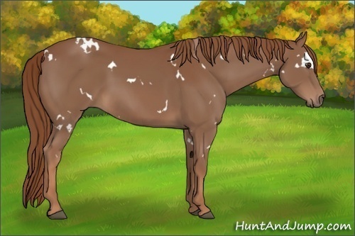 Horse Color:White Spotted Chestnut 
