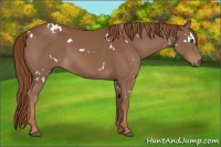 Horse Color:White Spotted Chestnut 