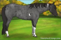Horse Color:Liver Red Roan Tobiano 