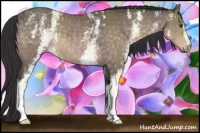 Horse Color:Platinum White Spotted Buckskin