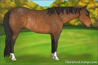 Horse Color:Buckskin Rabicano 