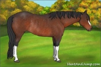 Horse Color:Bay Rabicano 