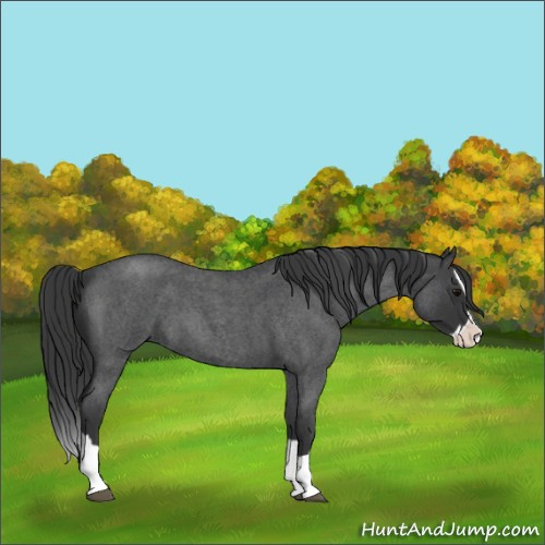 Horse Color:Blue Roan Sabino Splash