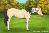 Horse Color:Buckskin Roan Tobiano 