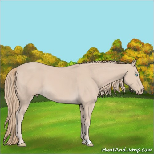 Horse Color:Perlino 
