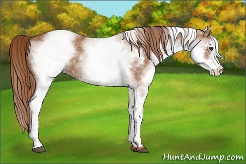 Horse Color:White Spotted Chestnut 