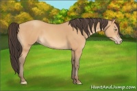 Horse Color:Amber Champagne 