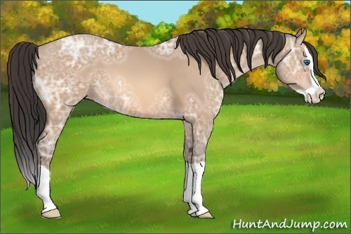 Horse Color:Amber Champagne Ice Splash 