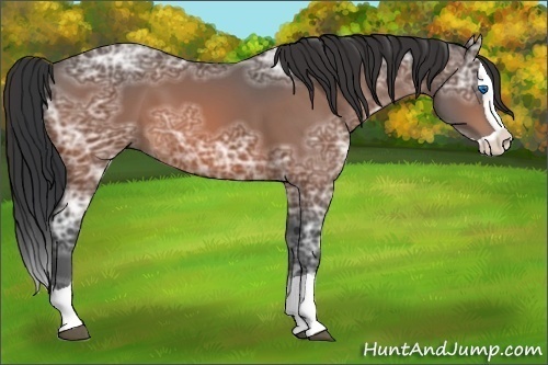 Horse Color:Bay Ice Splash 
