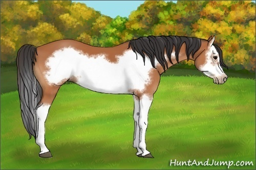Horse Color:Bay Splash Frame 