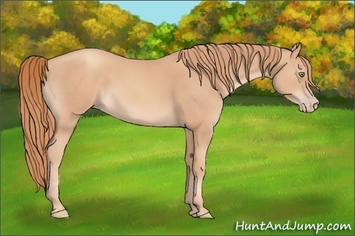 Horse Color:Gold Champagne 