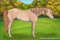 Horse Color:Gold Champagne 