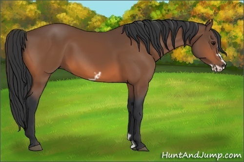 Horse Color:Bay Frame 