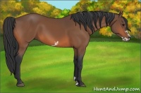 Horse Color:Bay Frame