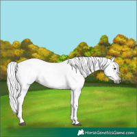 Horse Color:Gray Chestnut 