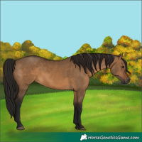 Horse Color:Gray Bay Dun 