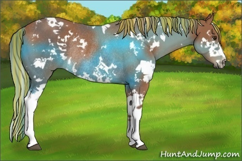 Horse Color:Painted White Spotted Chestnut Splash Rabicano 