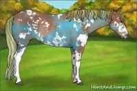 Horse Color:Painted White Spotted Chestnut Splash Rabicano 