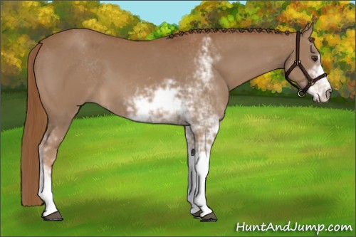 Horse Color:Chestnut Sabino