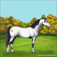 Horse Color:Painted Black Tobiano Appaloosa 