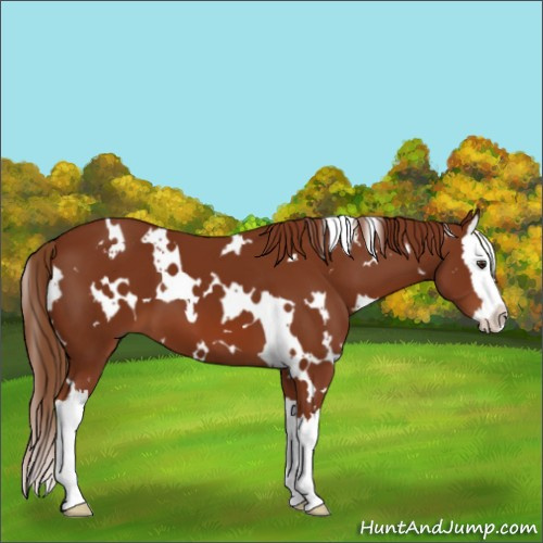 Horse Color:White Spotted Chestnut Splash 