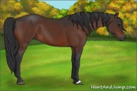 Horse Color:Brown 