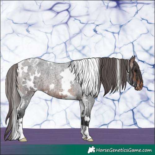 Horse Color:White Spotted Brown Roan Varnish