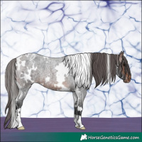 Horse Color:White Spotted Brown Roan Appaloosa 