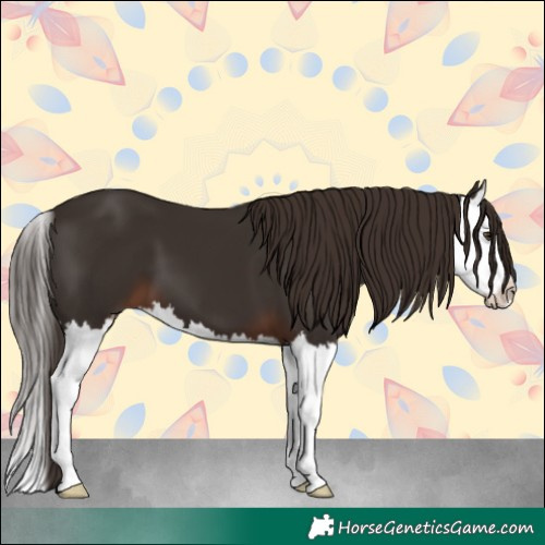 Horse Color:Liver Chestnut Splash 