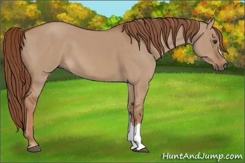 Horse Color:Red Dun