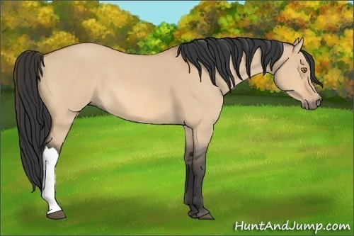 Horse Color:Bay Dun 