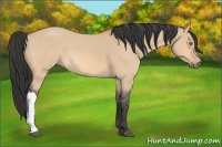 Horse Color:Bay Dun