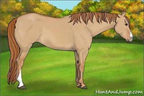 Horse Color:Red Dun 